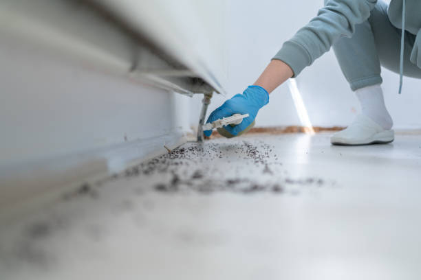 Best Termite Control Services  in Kentland, IN